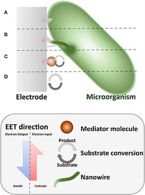 Microbial Electrochemical Systems: Deriving Future Trends From Historical Perspectives and Characterization Strategies